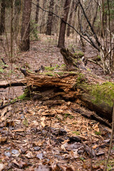 Uprooted tree in the forest
