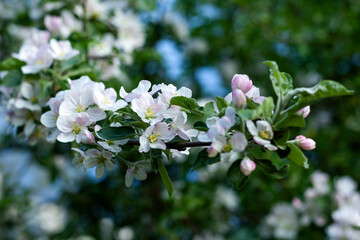 Blooming apple tree
