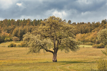 Baum