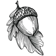 Acorn isolated sketch drawing on white. Vintage illustration with retro style like engraving. Design element for invitation, pattern, cards and poster. © yanushkov