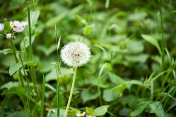 タンポポの綿毛・種・初夏・アップ・マクロ
