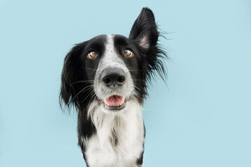 dog listening with one ear up. Isolated on blue colored background