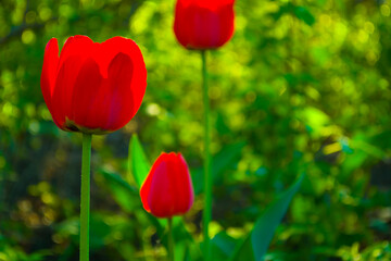 the perfect nature - a wonderfully colourful tulips
