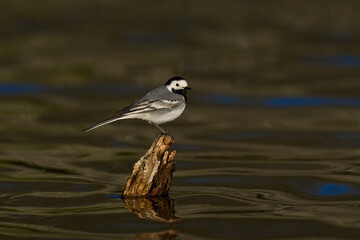 White wagtail (Motacilla alba)
