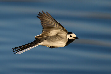 White wagtail (Motacilla alba)
