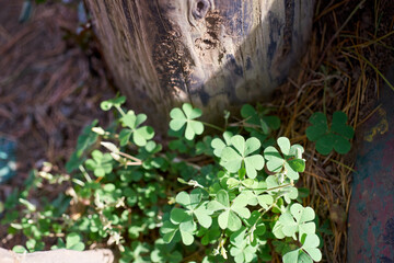 クローバー・カタバミ・切り株の根本・日差し・反射・マクロ