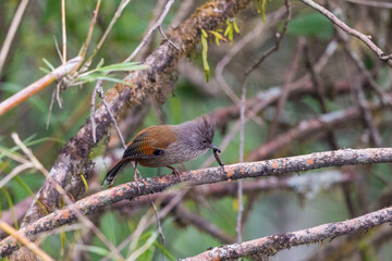 Streak-throated barwing (Actinodura waldeni) at Mishmi hills, Arunachal Pradesh, India