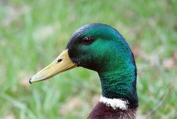Beautiful wild duck