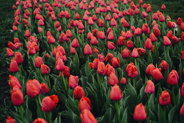 Fototapeta premium An field full of tulips of different colors. Blooming tulip fields. Bright spring floral background.