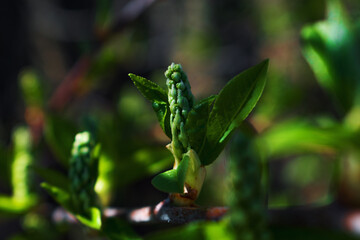 Blooming tree flower in spring.