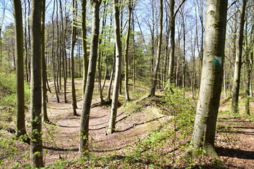 Fototapeta premium las bukowy, liście, drzewa, zieleń, przyroda, Park, 