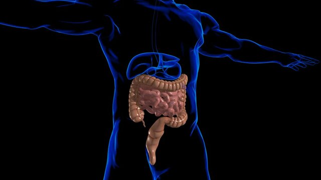 Small and Large Intestine 3D Illustration Human Digestive System Anatomy