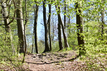 las bukowy, liście, drzewa, zieleń, przyroda, Park,  © Albin Marciniak