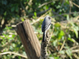 Blacked Capped Warbling Finch
