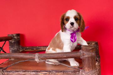 Purebred cute puppy  dog Cavalier King Charles Spaniel. Studio shot.
