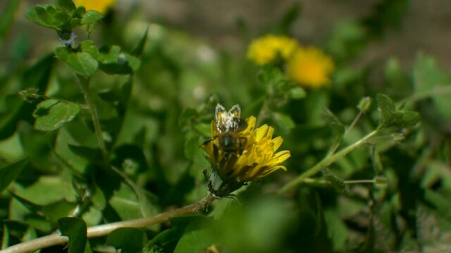 Bees get honey from flowers