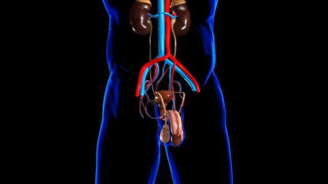 Male Reproductive System Anatomy For Medical Concept 3D