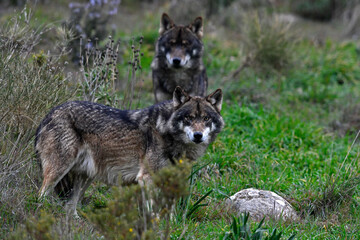 Lobo ibérico // Iberian wolf // Iberischer Wolf (Canis lupus signatus) © bennytrapp