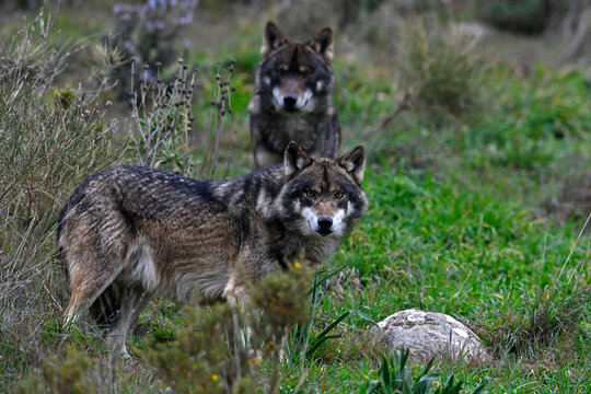Lobo ib&eacute;rico // Iberian wolf // Iberischer Wolf (Canis lupus signatus)