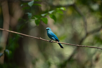 Verditer Flycatcher perch liana