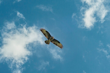 Large Buzzard floats in the blue sky with white clouds. Beautiful flying large bird of prey with wings spread. Wildlife the Netherlands