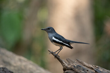 Oriental Magpie Robin female perch timber