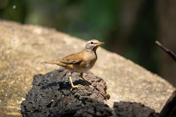 Eyebrowed Thrush perch timber