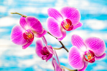 A branch of purple orchids on a blue wooden background
