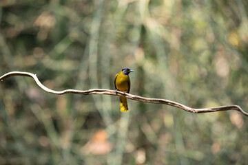Black-headed Bulbul perch liana