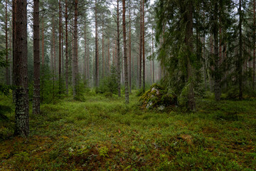 Pine tree forest landscape in spring