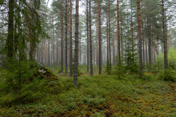 Pine tree forest landscape in spring