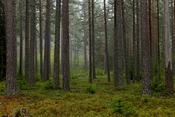 Pine tree forest landscape in spring