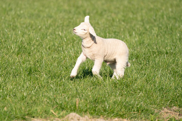 A newborn white lamb jumps and frolics in the fresh green grass. On a spring morning