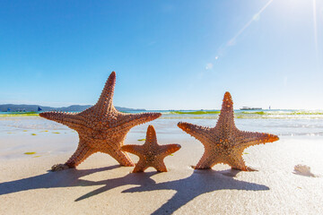 Fototapeta na wymiar Three Starfish on sandy beach