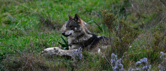 Iberian wolf // Iberischer Wolf (Canis lupus signatus) © bennytrapp