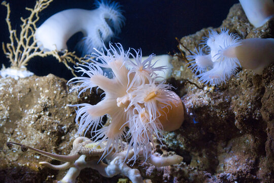 81 Best 磯巾着 Images Stock Photos Vectors Adobe Stock