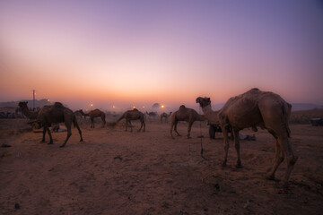 Fototapeta na wymiar Pushkar camel fair