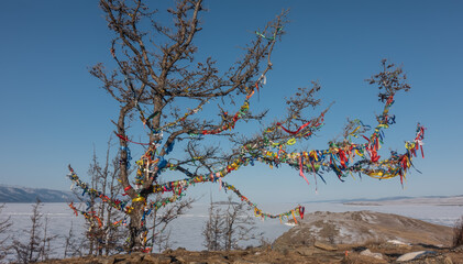 A picturesque leafless tree against the backdrop of a blue sky and a frozen lake. On the bare, twisted branches, multicolored ritual ribbons are tied. Winter sunny day. Baikal