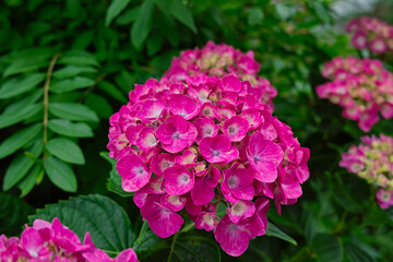 日本に咲く6月の花（あじさい）
