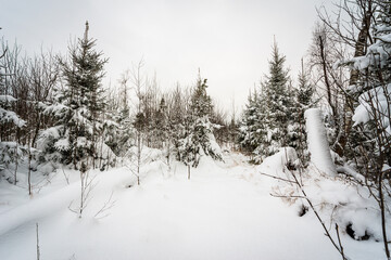 Winter forest