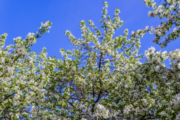 blue sky and apple blossom 
