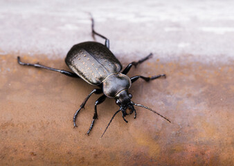 Close up of rare insect Calosoma Carabinae on iron red rusty background