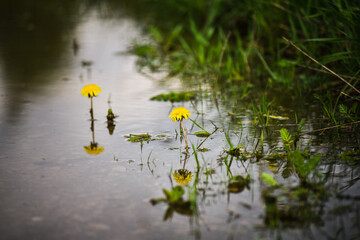 Wet rain-drenched agricultural field