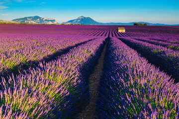 Beautiful scenery with purple lavender plantations, Valensole, Provence, France