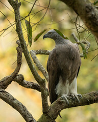 Lesser Fish Eagle or Haliaeetus humilis portrait perched in natural green background at dhikala zone of jim corbett national park or tiger reserve uttarakhand india
