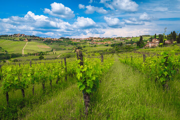 Fototapeta na wymiar Spectacular vineyard with young grapevines in Tuscany, Italy