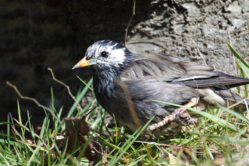 White cheeked starling is walking and looking for food in the grass field.