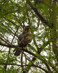 Oriental Honey Buzzard or Pernis Ptilorhyncus portrait at Ranthambore national park Rajasthan India