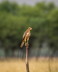 White-eyed or White eyed buzzard or Butastur teesa perched in natural green background at tal chhapar blackbuck sanctuary churu rajasthan india