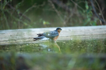 eurasian or northern sparrowhawk closeup with reflection in water at waterhole for quenching thirst during safari forest of central india - accipiter nisus